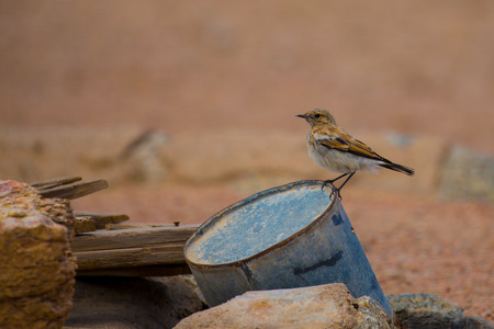 The birdの写真素材