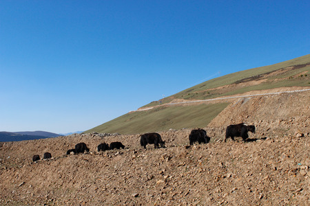 Sichuan Tibet line of Yakの写真素材