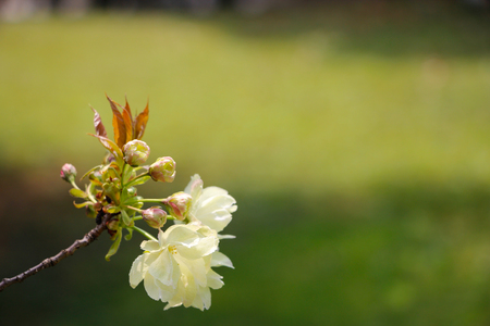 Simple and simple cherryの写真素材