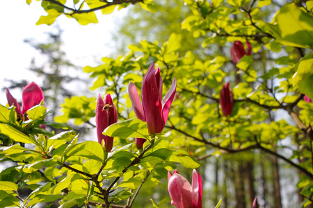 Simple Purple Magnoliaの写真素材