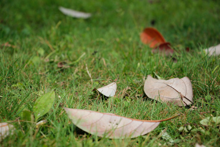 Litter on the grassの写真素材