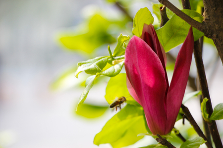 Simple Purple Magnoliaの写真素材