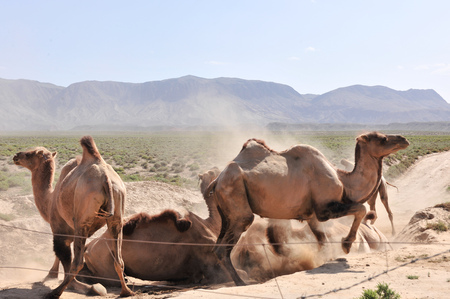 camelの写真素材