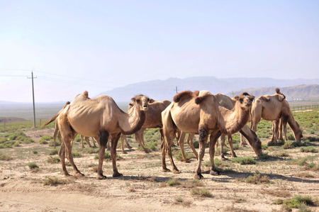 camelの写真素材