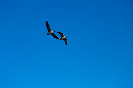 Flying birdsの写真素材