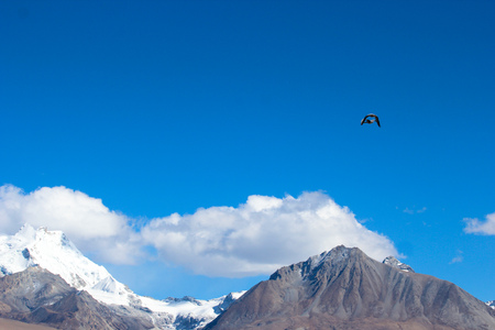 A snowy mountain flying birdの写真素材