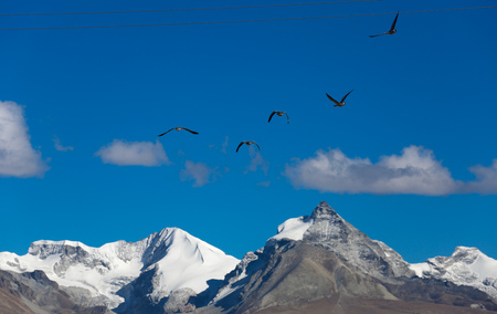 A snowy mountain flying birdの写真素材