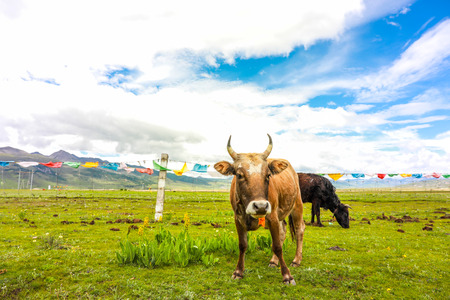 Cattle and sheep grazing on the prairieの写真素材