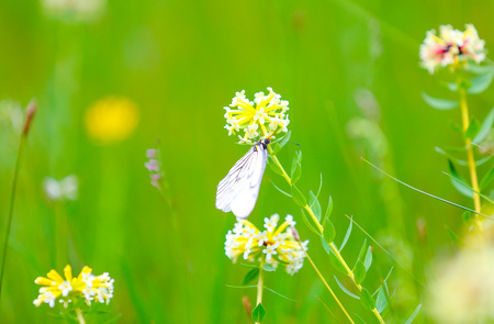 White butterfly and flowers