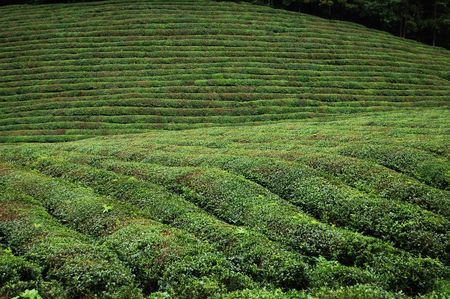 Tea garden on a small hill.