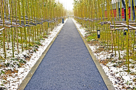 Bamboo forestの写真素材