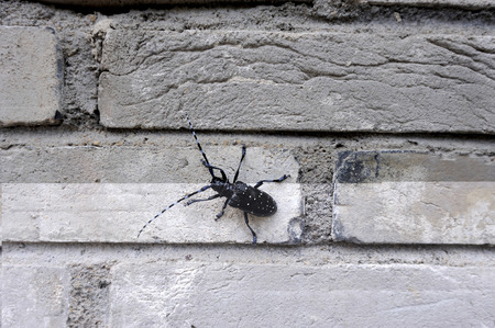 A beetle crawling on the stone.の写真素材