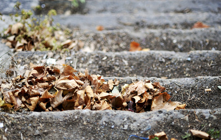Pile of autumn leaves blown Indus