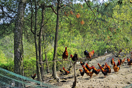 Range poultryの写真素材