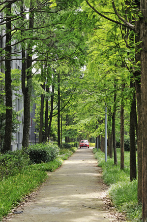 road and treesのeditorial素材