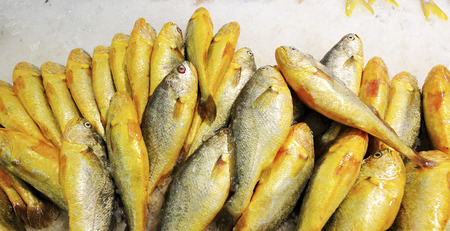 Small yellow croakerの写真素材