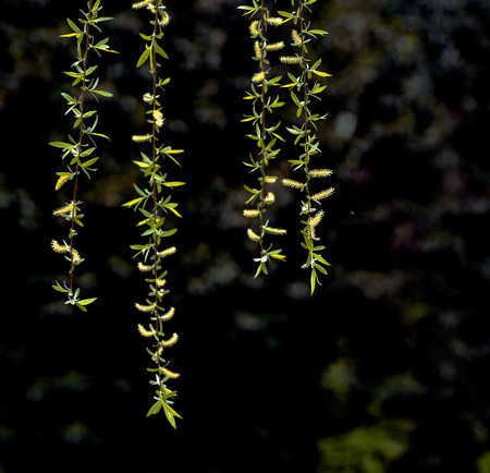Close up of catkins