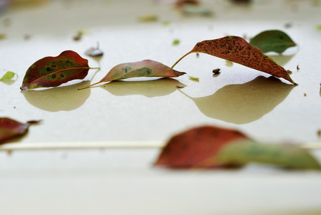 Close up of fallen leaves