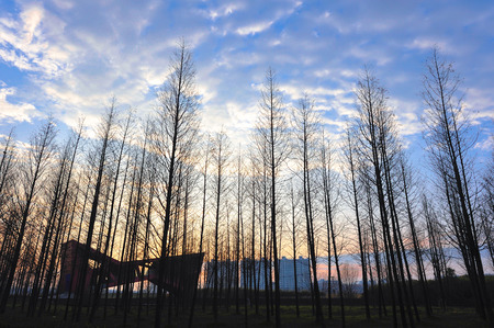 Cedar forestのeditorial素材