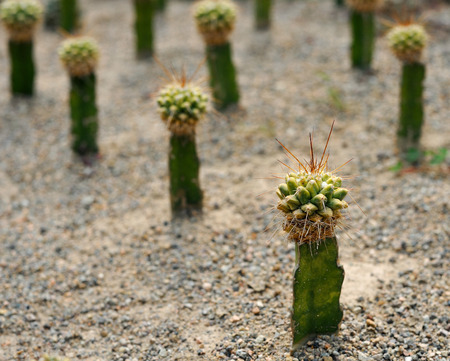 Succulents