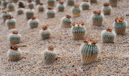 Succulentsの写真素材