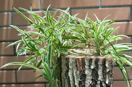 Chlorophytum comosum
