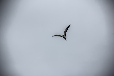 Water birdsの写真素材