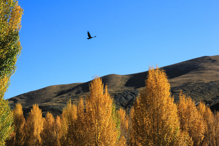 Populus euphratica forest
