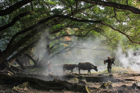 pasture cattle
のeditorial素材