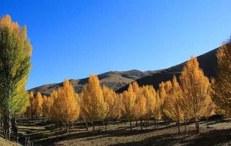Populus euphratica forestの写真素材