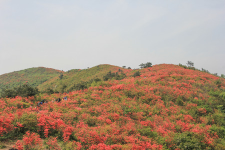 Azaleaの写真素材