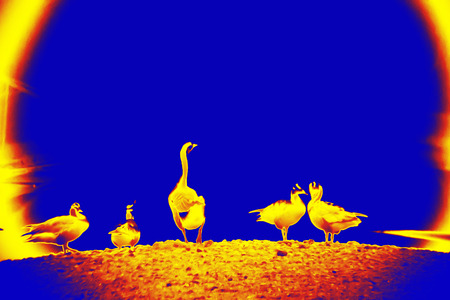 Wild goose with thermal effect