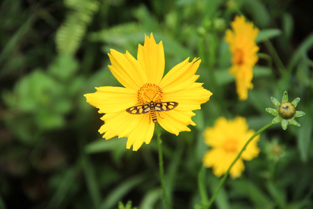 Yellow flowerの写真素材