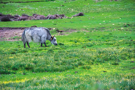 cow eating grassの写真素材