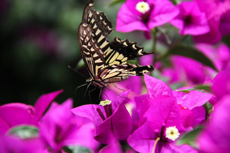 butterflyの写真素材
