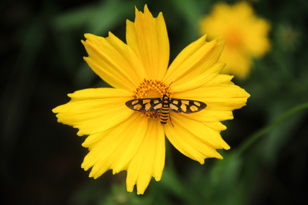 Yellow flowerの写真素材