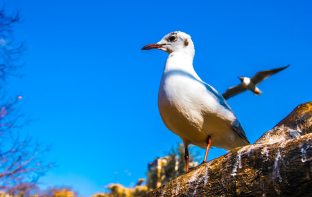 seagullの写真素材