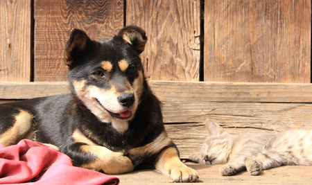 dog and catの写真素材