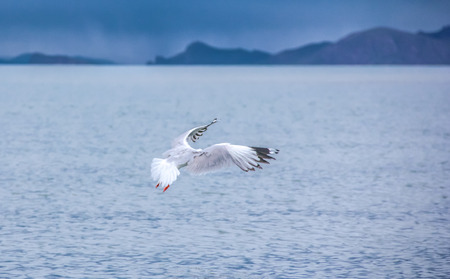 seagullの写真素材