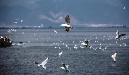 seagullの写真素材