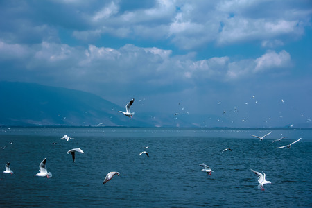 seagullの写真素材