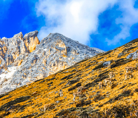 snow mountain
