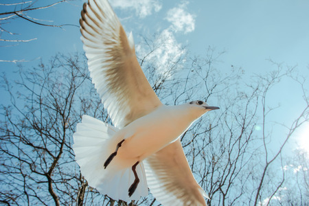 Flying birdの写真素材