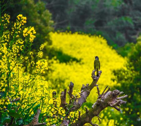 Rape field