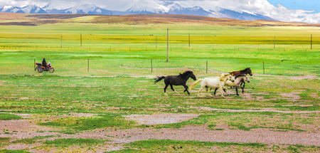 horses in grasslandの写真素材