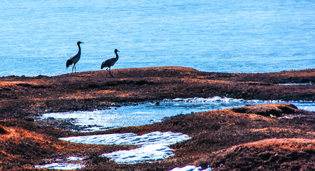water birdsの写真素材