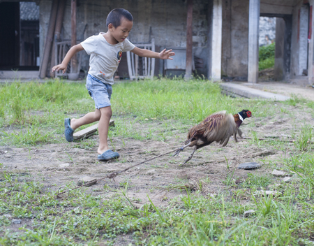 Kid chasing a chickenのeditorial素材