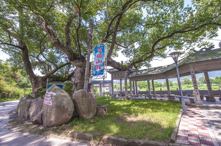 Camphor treeのeditorial素材