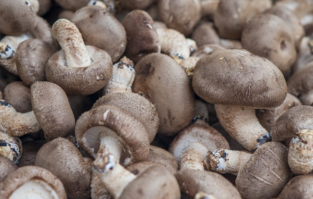 mushroomの写真素材