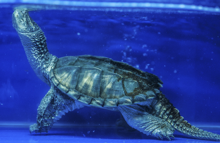turtleの写真素材